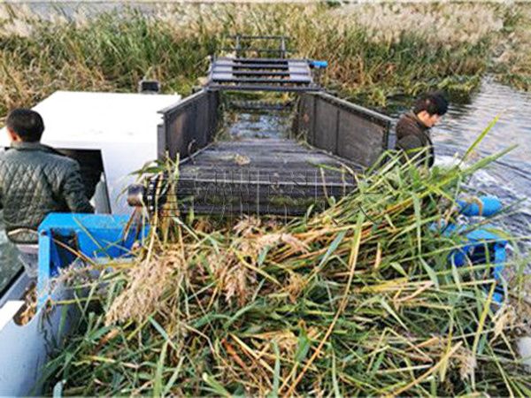 煙臺蘆葦收割船工作現(xiàn)場.jpg