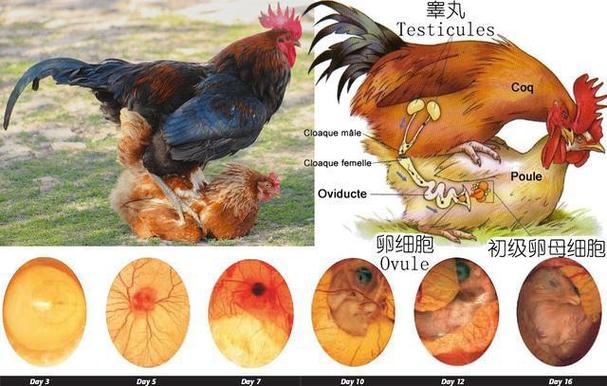 新澳门原料免费和美召回170万枚鸡蛋与美国将召回近385万公斤鸡肉