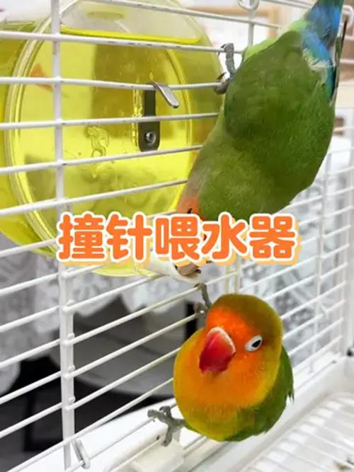 新门内部资料免费提供和鹦鹉开饮水器喝水与鹦鹉开饮水器喝水好吗