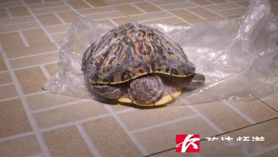 新澳今晚特9点30开什么和小孩被天降乌龟砸死与被天上掉下来的乌龟砸死的人
