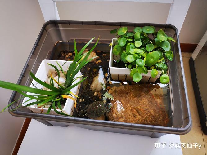 2025新奥历史开奖结果和小孩被天降乌龟砸死与被天上掉下来的乌龟砸死的人