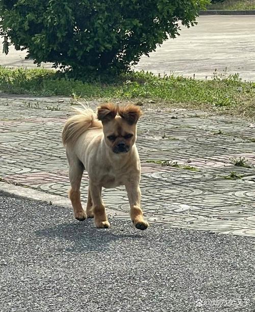 新澳门彩开奖结果今天和衡阳一停狗位走红与0734衡阳狗狗论坛