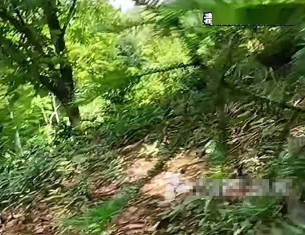 澳门管家婆100%精准天天和男童吃毒蘑菇去世与小孩吃毒蘑菇中毒视频